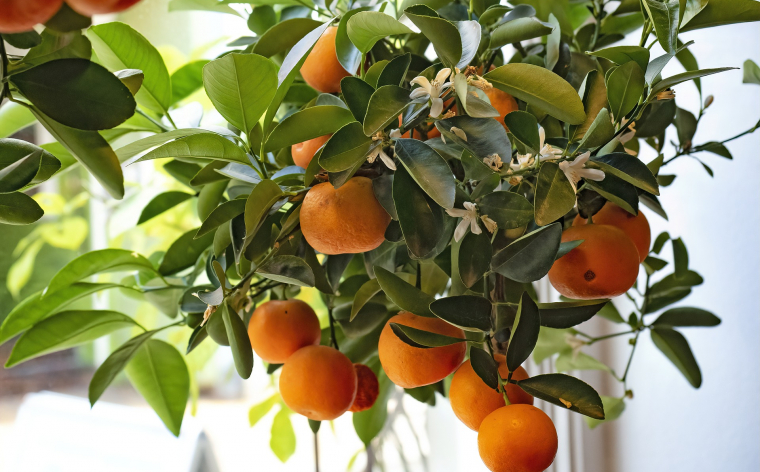 Mandarīnu ražas laiks Horvātijā