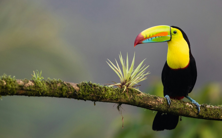 Panama – Kostarika