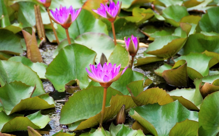 Hevīza ezers lotosu ziedos