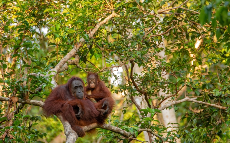 Borneo sala ar atpūtu pie Klusā Okeāna un Singapūru